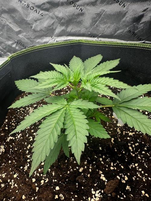 Mandarine Jam (Sensi Seeds). Week 3