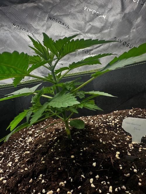 Mandarine Jam (Sensi Seeds). Week 3