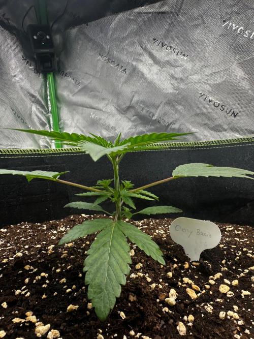 Mandarine Jam (Sensi Seeds). Week 3