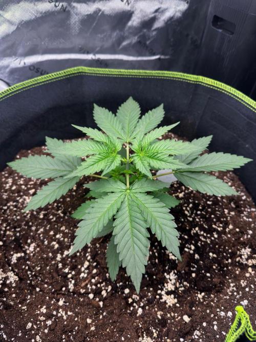 Mandarine Jam (Sensi Seeds). Week 3