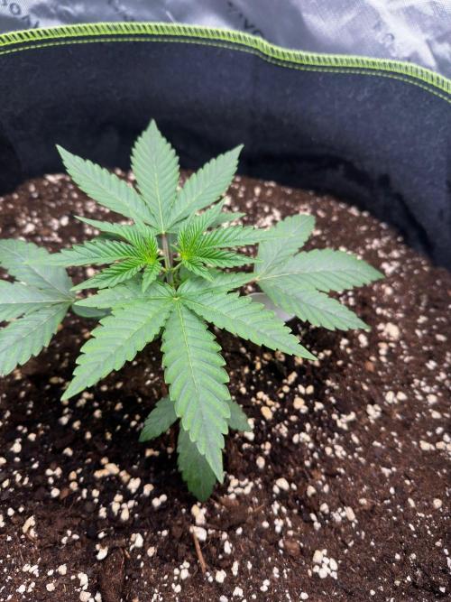 Mandarine Jam (Sensi Seeds). Week 3