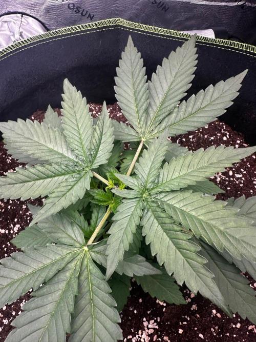 Mandarine Jam (Sensi Seeds). Week 3