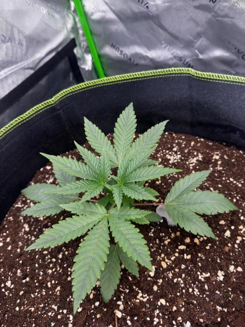 Mandarine Jam (Sensi Seeds). Week 3