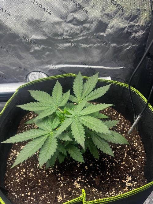 Mandarine Jam (Sensi Seeds). Week 3