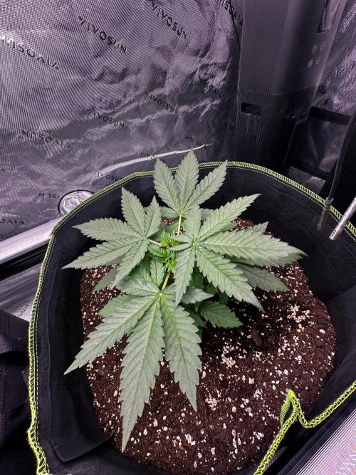 Mandarine Jam (Sensi Seeds). Week 3