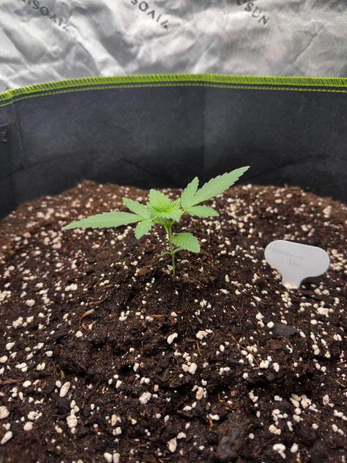 Mandarine Jam (Sensi Seeds). Week 2