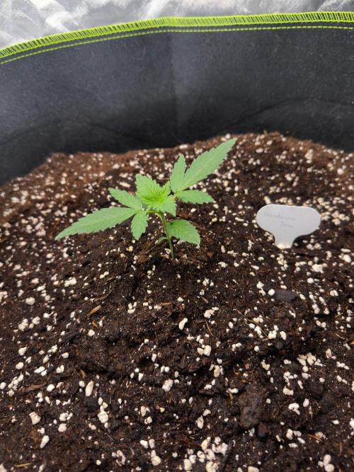 Mandarine Jam (Sensi Seeds). Week 2