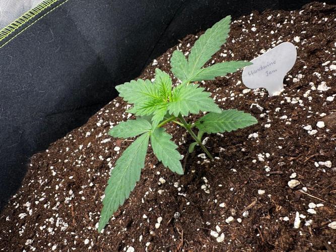 Mandarine Jam (Sensi Seeds). Week 2