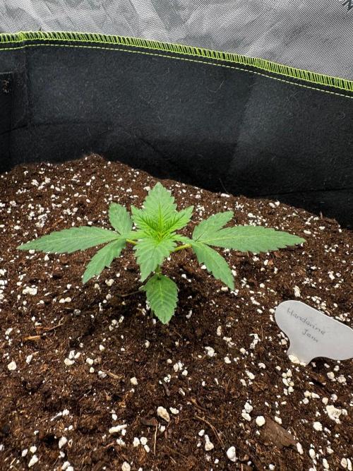 Mandarine Jam (Sensi Seeds). Week 2