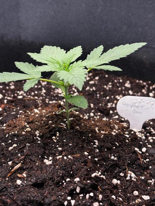 Mandarine Jam (Sensi Seeds). Week 2