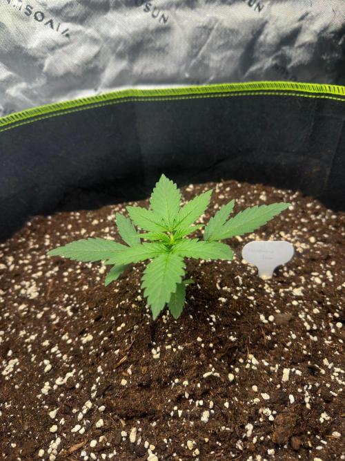 Mandarine Jam (Sensi Seeds). Week 2