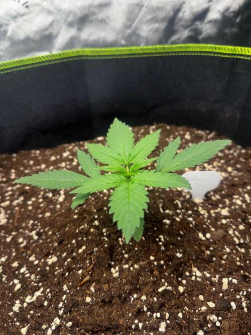 Mandarine Jam (Sensi Seeds). Week 2