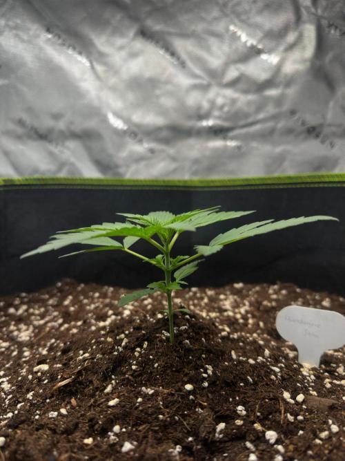 Mandarine Jam (Sensi Seeds). Week 2