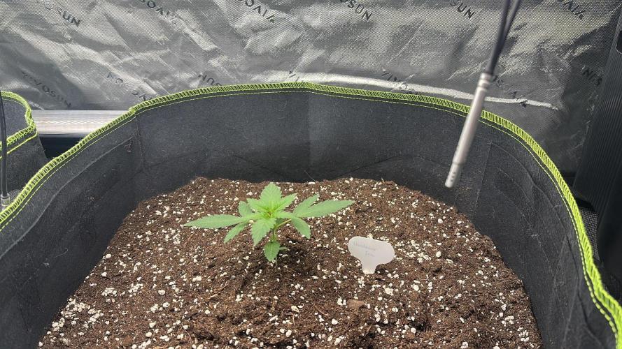 Mandarine Jam (Sensi Seeds). Week 2