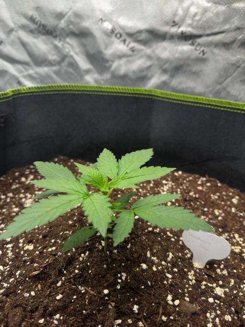 Mandarine Jam (Sensi Seeds). Week 2
