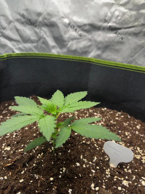 Mandarine Jam (Sensi Seeds). Week 2
