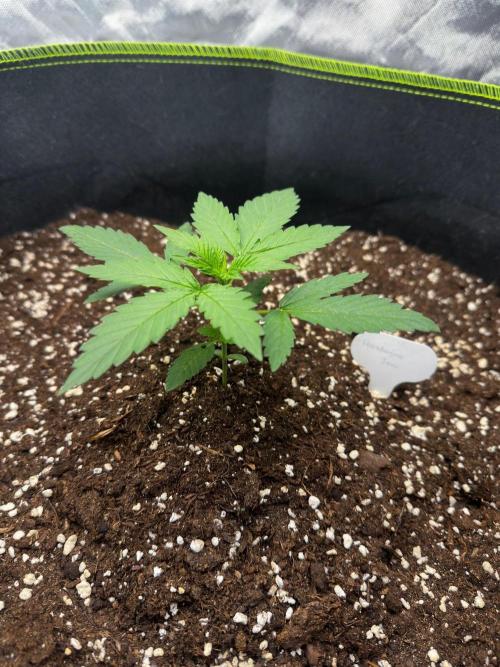 Mandarine Jam (Sensi Seeds). Week 2