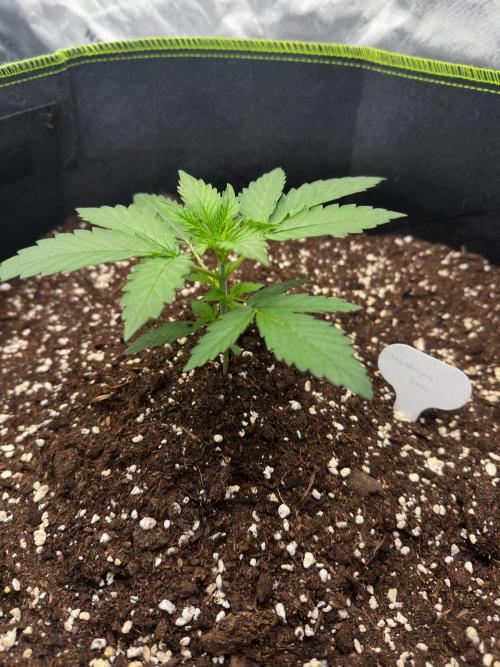 Mandarine Jam (Sensi Seeds). Week 2