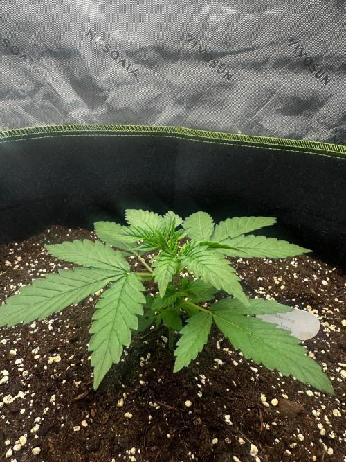 Mandarine Jam (Sensi Seeds). Week 2