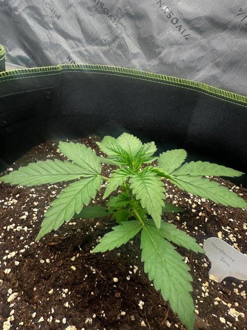 Mandarine Jam (Sensi Seeds). Week 2