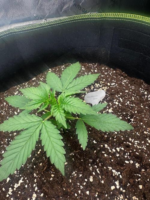 Mandarine Jam (Sensi Seeds). Week 2