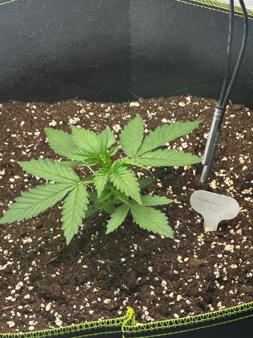 Mandarine Jam (Sensi Seeds). Week 2