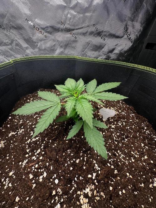 Mandarine Jam (Sensi Seeds). Week 2
