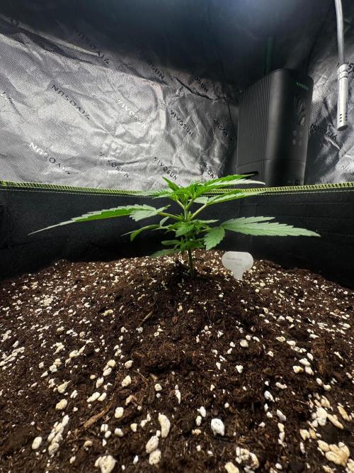 Mandarine Jam (Sensi Seeds). Week 2