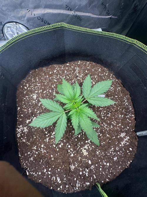 Mandarine Jam (Sensi Seeds). Week 2