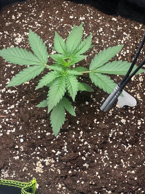 Mandarine Jam (Sensi Seeds). Week 2