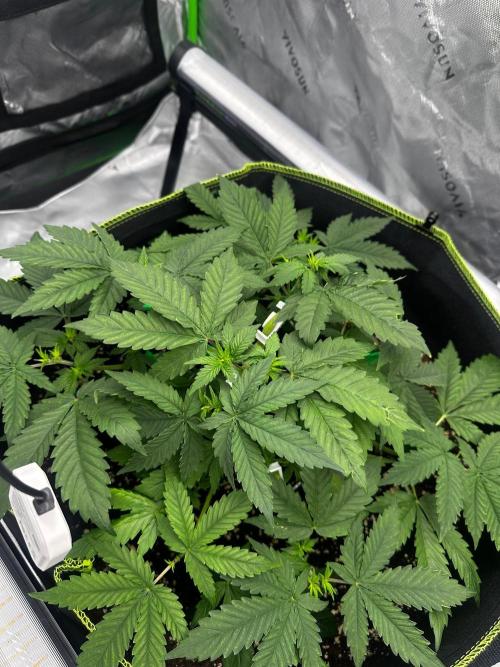 Mandarine Jam (Sensi Seeds). Week 4