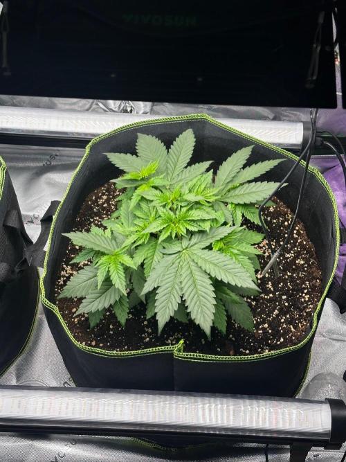 Mandarine Jam (Sensi Seeds). Week 4