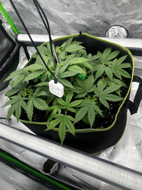 Mandarine Jam (Sensi Seeds). Week 4