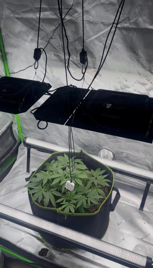 Mandarine Jam (Sensi Seeds). Week 4