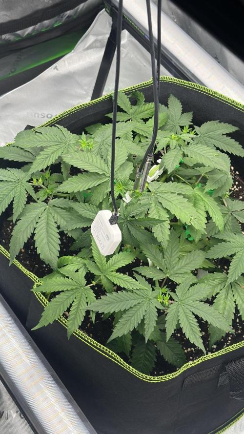 Mandarine Jam (Sensi Seeds). Week 4