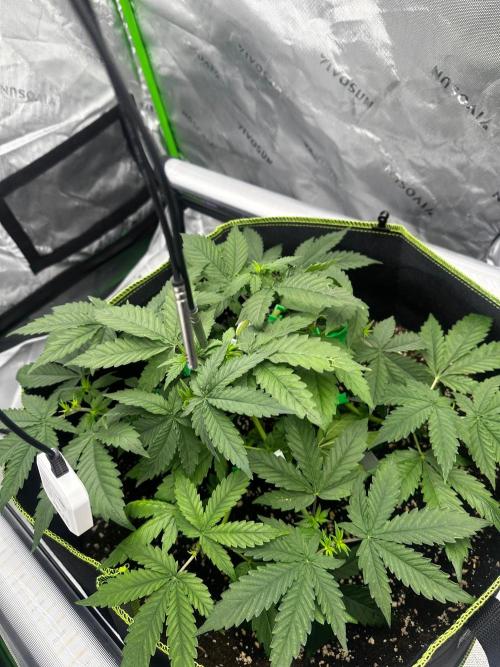 Mandarine Jam (Sensi Seeds). Week 4
