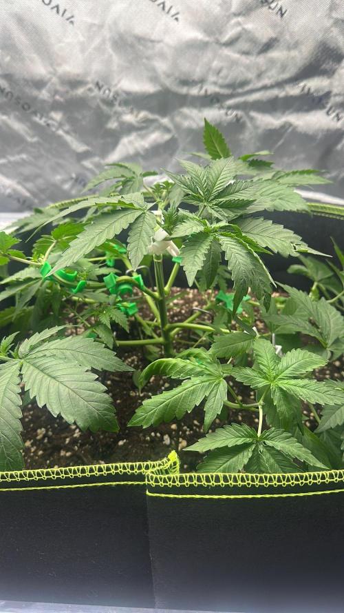Mandarine Jam (Sensi Seeds). Week 4