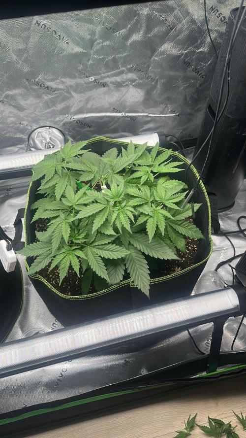Mandarine Jam (Sensi Seeds). Week 4