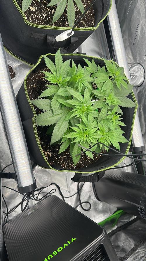 Mandarine Jam (Sensi Seeds). Week 4