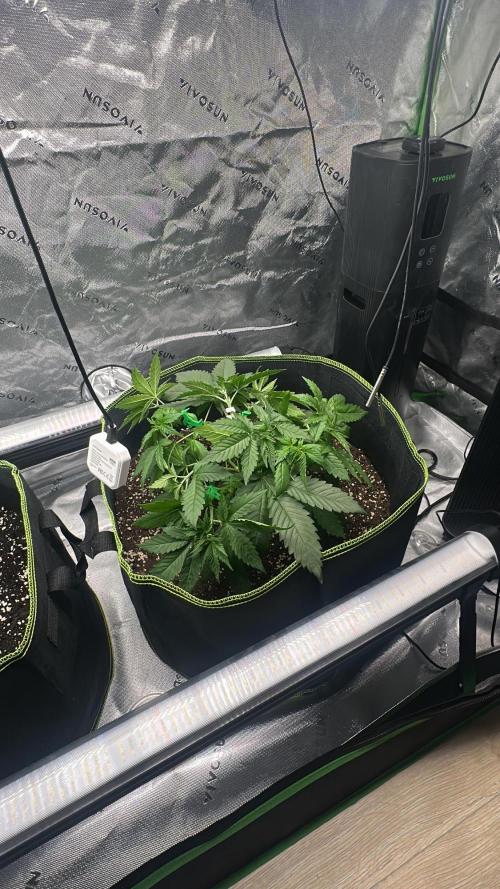 Mandarine Jam (Sensi Seeds). Week 4