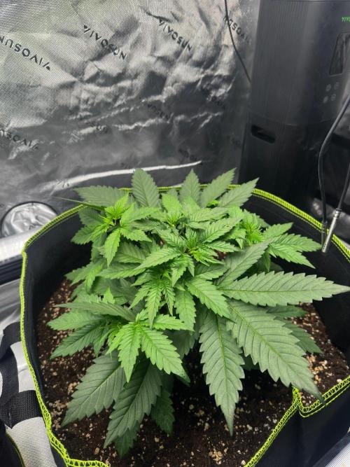 Mandarine Jam (Sensi Seeds). Week 4