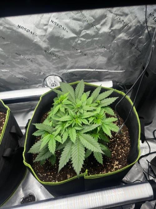 Mandarine Jam (Sensi Seeds). Week 4