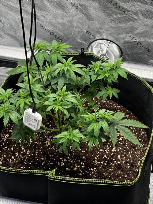 Mandarine Jam (Sensi Seeds). Week 5