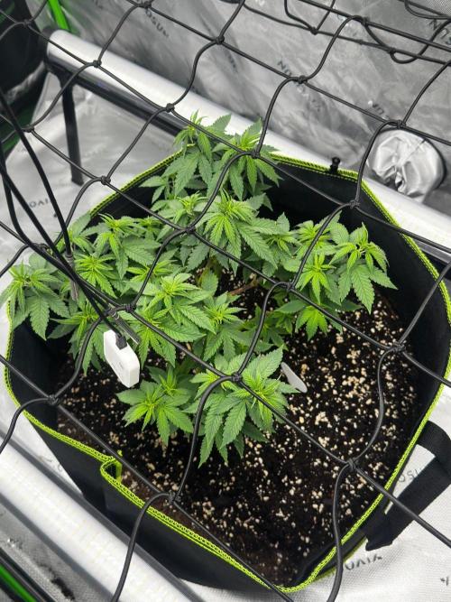 Mandarine Jam (Sensi Seeds). Week 5