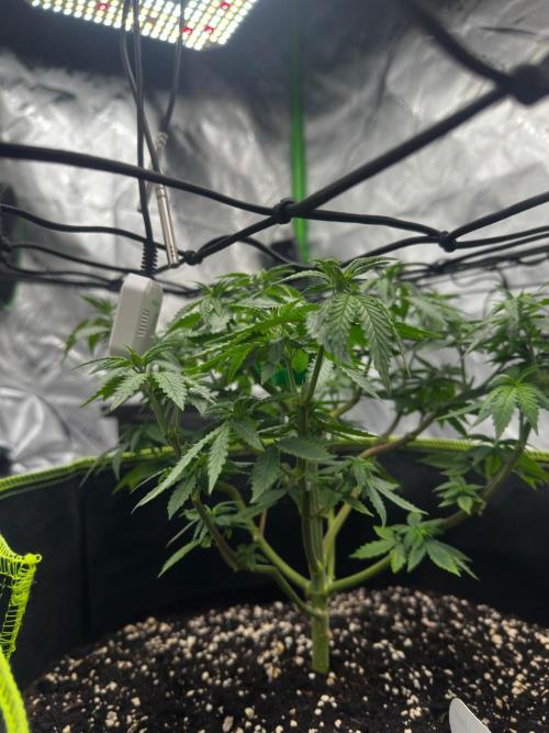 Mandarine Jam (Sensi Seeds). Week 5
