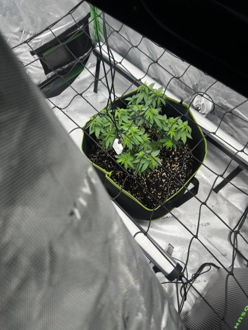 Mandarine Jam. Week 5