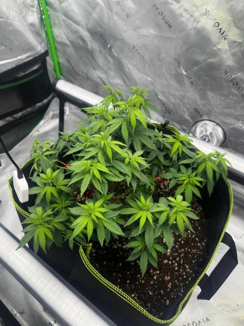 Mandarine Jam (Sensi Seeds). Week 6