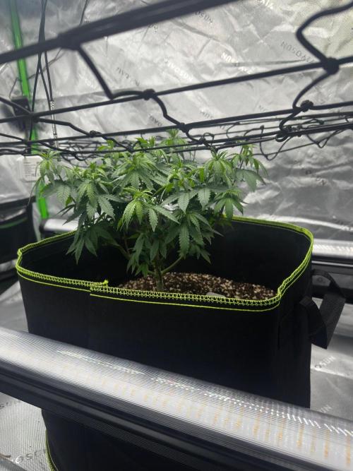 Mandarine Jam (Sensi Seeds). Week 6