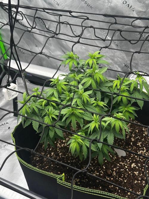 Mandarine Jam (Sensi Seeds). Week 6