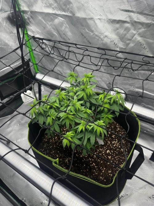 Mandarine Jam (Sensi Seeds). Week 6